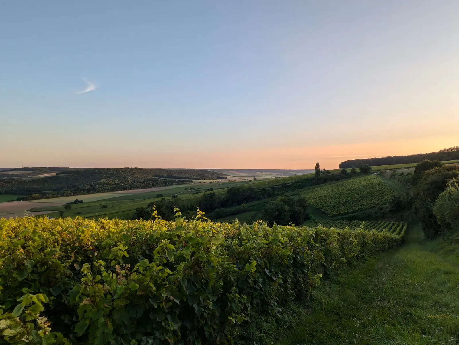 Paysage du vignoble champenois