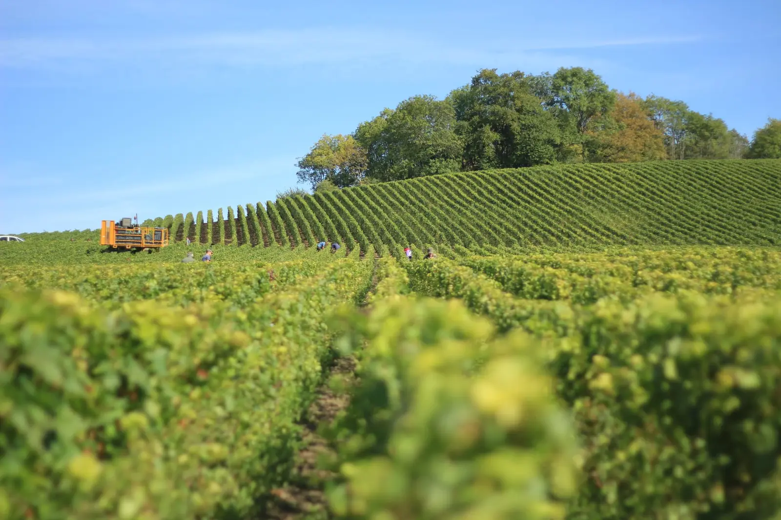 Travail de la vigne