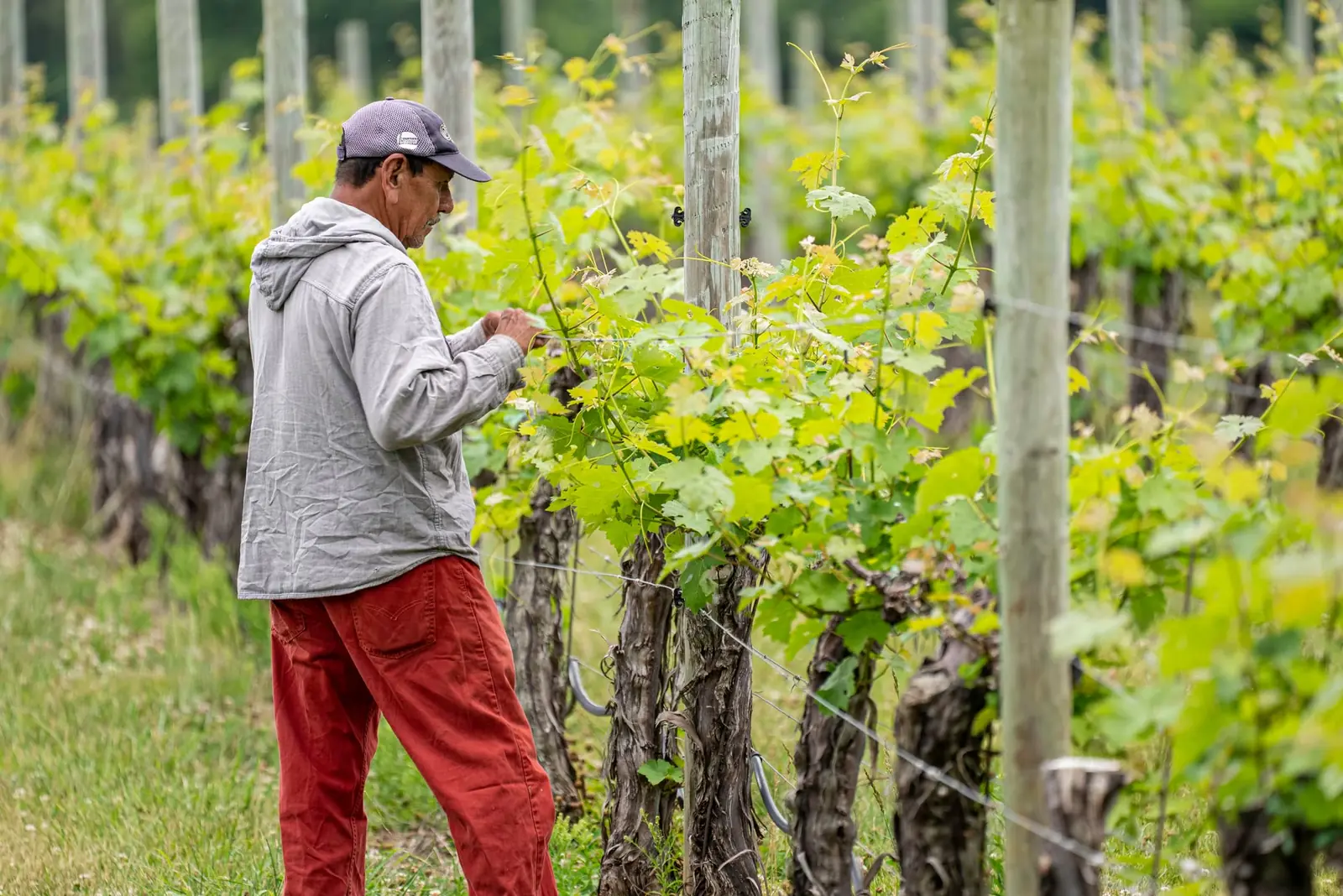 Vigneron dans les vignes