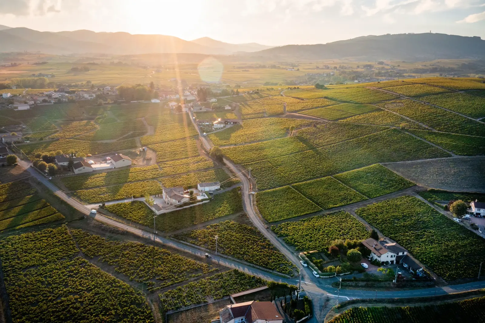 Site Champagne Maison d'Exception — vignoble